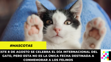 Día Internacional del Gato: ¿por qué se celebra tres veces en el año?