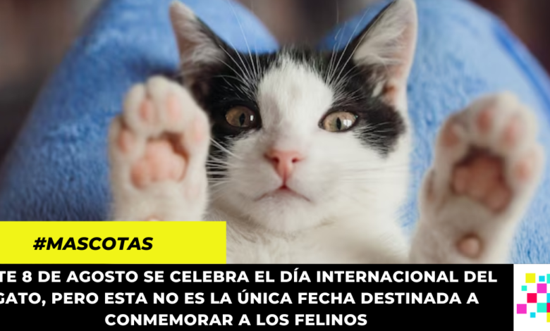 Día Internacional del Gato: ¿por qué se celebra tres veces en el año?