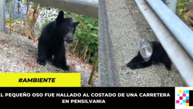 Emotivo video: rescatan oso bebé que quedó atrapado en un recipiente de plástico