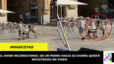 ¡Enternecedora escena! Perro pasea a su dueña en silla de ruedas