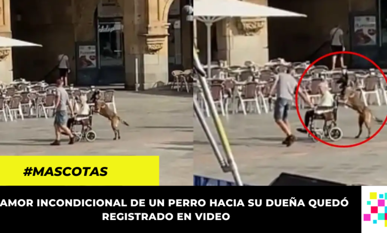 ¡Enternecedora escena! Perro pasea a su dueña en silla de ruedas