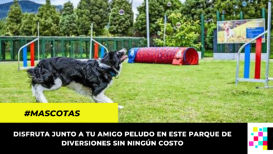 No te quedes sin visitar este parque de entretenimiento para mascotas gratuito en Bogotá