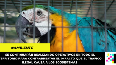 Realizan operativo para identificar puntos de tráfico ilegal de fauna y flora en Rionegro y Bajo Magdalena