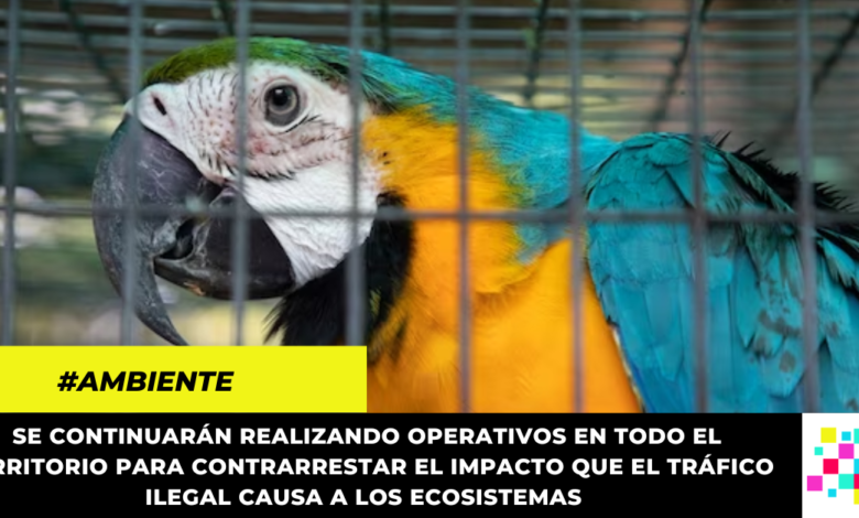 Realizan operativo para identificar puntos de tráfico ilegal de fauna y flora en Rionegro y Bajo Magdalena