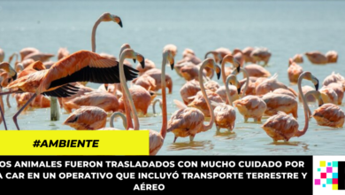 18 flamencos rosados rescatados de la tenencia ilegal fueron liberados en La Guajira