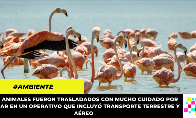 18 flamencos rosados rescatados de la tenencia ilegal fueron liberados en La Guajira