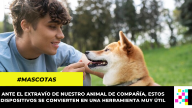 Chip de rastreo para mascotas, este es su precio en Colombia