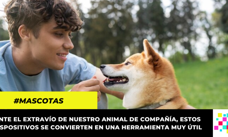 Chip De Rastreo Para Mascotas Este Es Su Precio En Colombia Portavoz Digital 2549