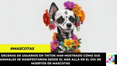 En el Día de Muertos, mascotas volvieron desde el más allá para saludar a sus dueños