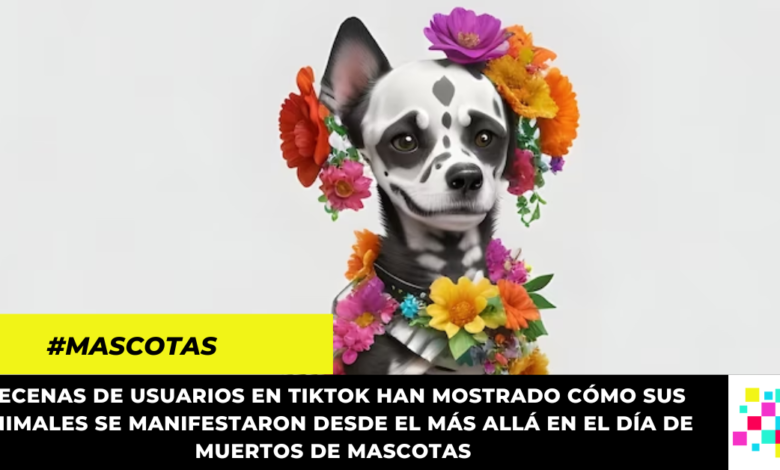 En el Día de Muertos, mascotas volvieron desde el más allá para saludar a sus dueños