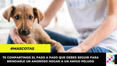 Así es el proceso de adopción de mascotas en Colombia