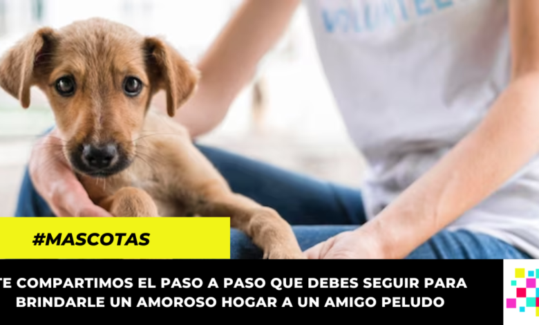 Así es el proceso de adopción de mascotas en Colombia