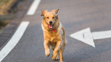 Conoce el país asiático que logró esterilizar al 100% de los perros callejeros