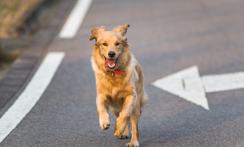 Conoce el país asiático que logró esterilizar al 100% de los perros callejeros