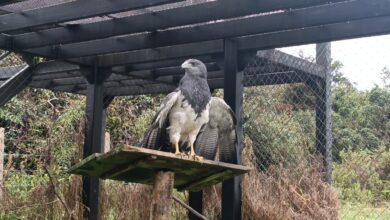 La CAR y Corpochivor llevaron a cabo la liberación de un águila de páramo tras su rehabilitación