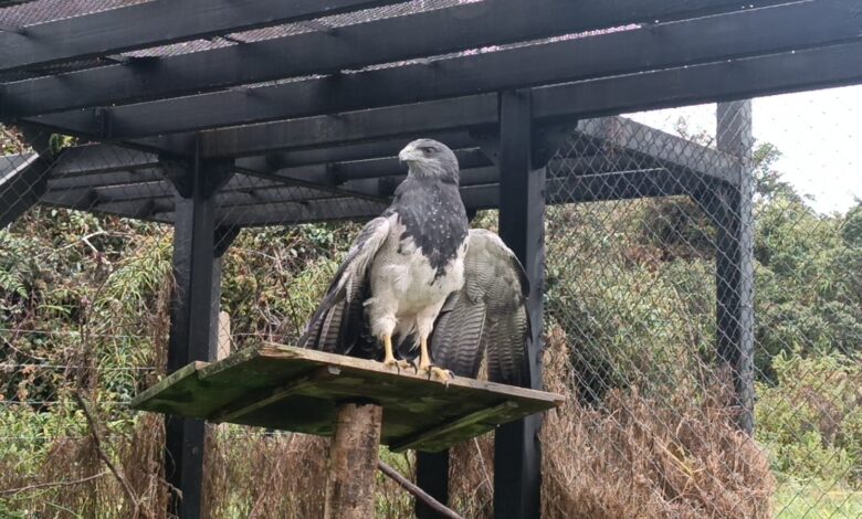 La CAR y Corpochivor llevaron a cabo la liberación de un águila de páramo tras su rehabilitación