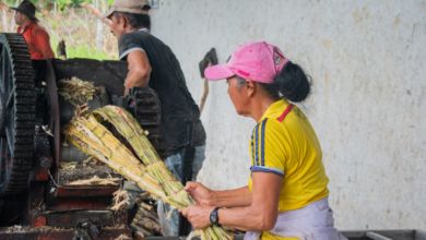 Caña panelera, una alternativa al azúcar económica y sustentable