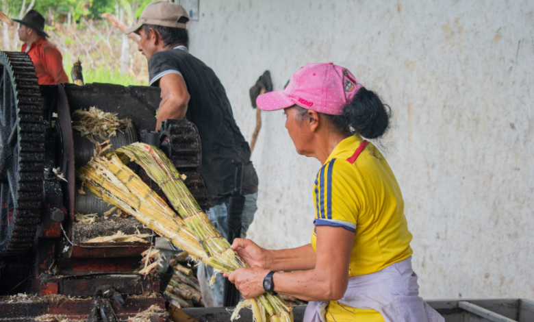 Caña panelera, una alternativa al azúcar económica y sustentable