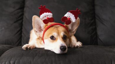 5 alimentos que puedes compartir con tu mascota en navidad y año nuevo