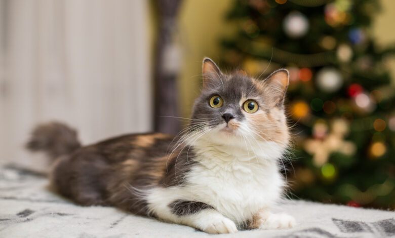 ¿Puedo dejar solo a mi gato en estas festividades? Esto dicen los expertos