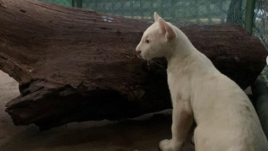 Registran el nacimiento de un puma albino en cautiverio