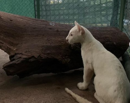 Registran el nacimiento de un puma albino en cautiverio