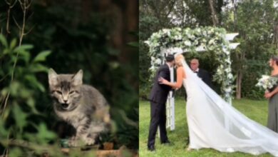 El mejor regalo de matrimonio: gatita irrumpió en una boda y los novios decidieron adoptarla