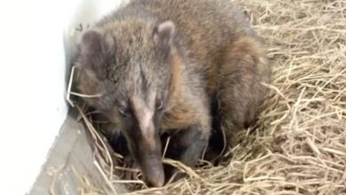 Distrito rescató 4 animales silvestres cerca de incendios