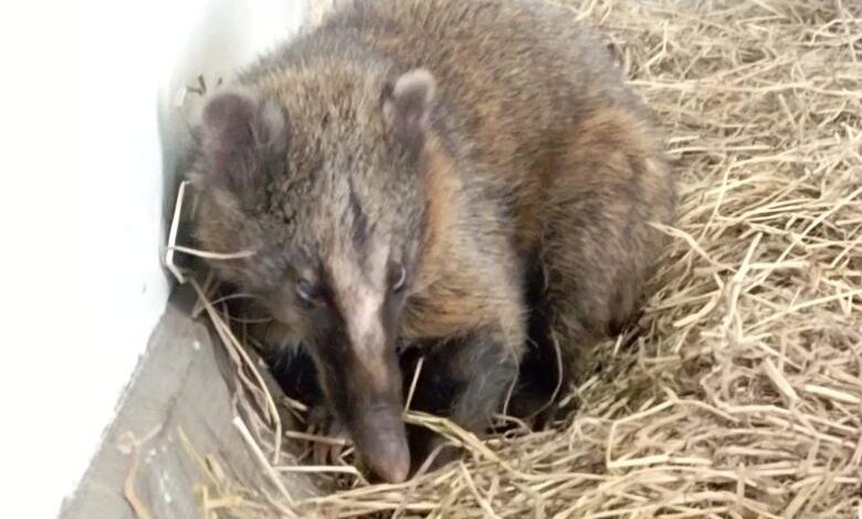 Distrito rescató 4 animales silvestres cerca de incendios