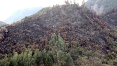 Gobernación de Cundinamarca está respondiendo a las emergencias provocadas por los incendios forestales
