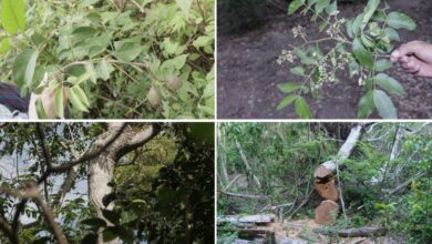 Descubren la primera especie de cedro endémica de Colombia