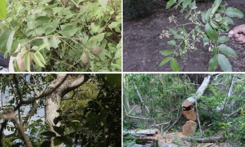 Descubren la primera especie de cedro endémica de Colombia