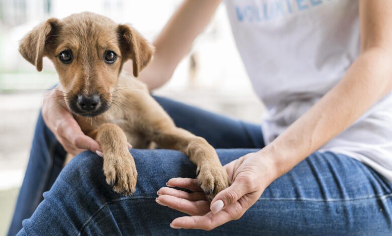 Animales de terapia: ¿Cómo solicitar la autorización para que un animal acompañe a un paciente en la UCI?