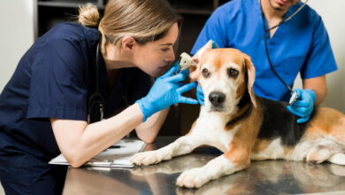 Agéndate para las jornadas de esterilización canina y felina: 720 cupos en marzo