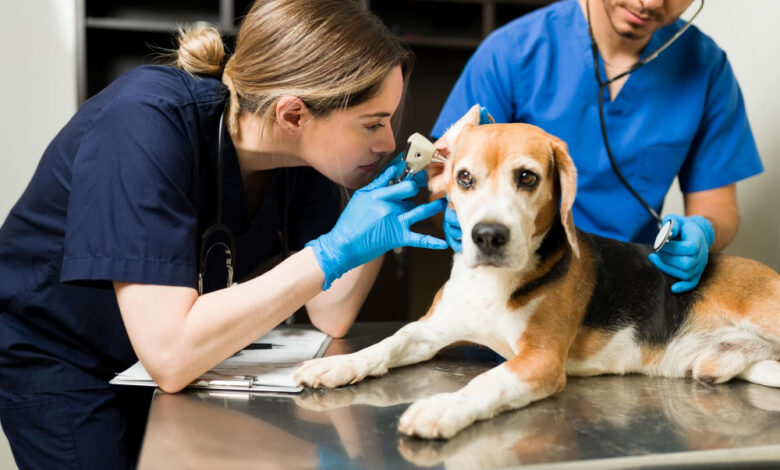 Agéndate para las jornadas de esterilización canina y felina: 720 cupos en marzo